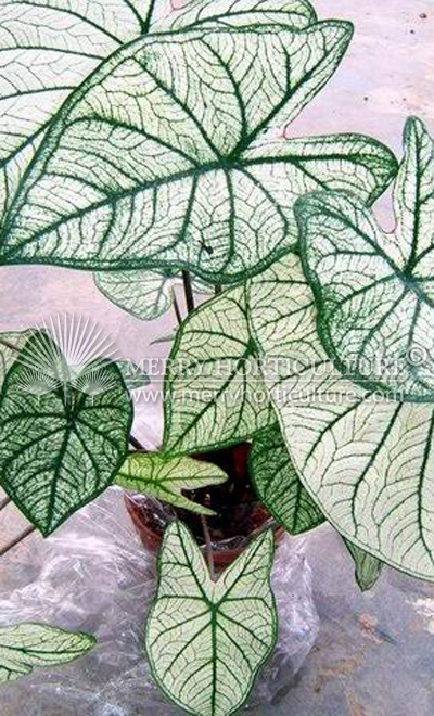 Caladium candidium junior